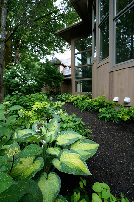 gravel path with hostas
