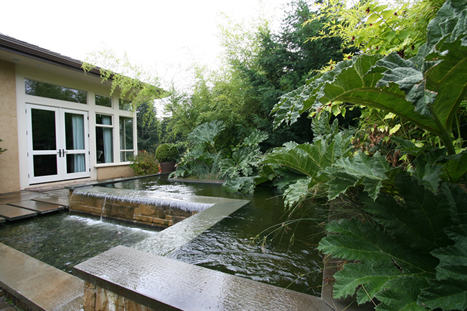 water feature with  gunnera