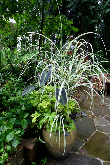 container plantings grass and elephant ears with coleus