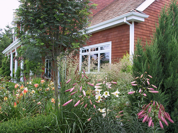 lillies