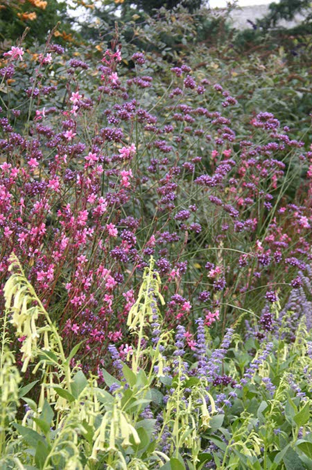 tall border