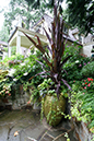 container planting