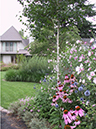pastel border