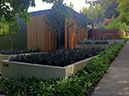 contemporary plantings