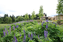 lupins in wildflower bed 1a