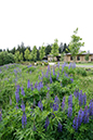 lupins in wildflower bed 1b