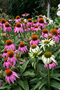 echinacea