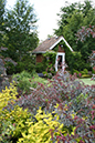 rosa glauca in garden